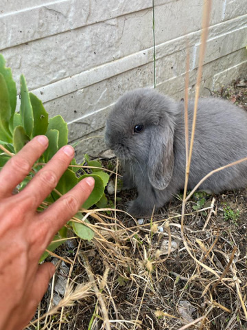 Conejo Minilop preciosa 