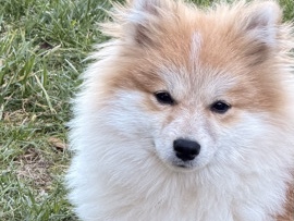 Pomeranian – Purebred Pomeranian Male – Westfield