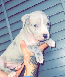 American xl bully puppy’s