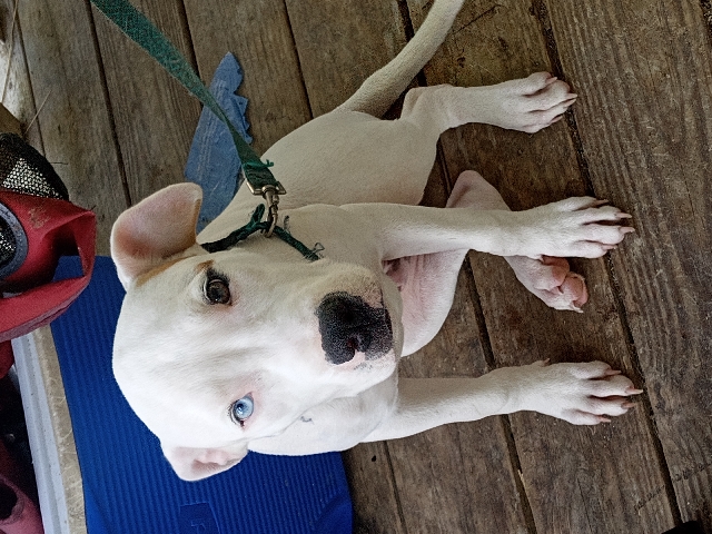 American Pit Bull Terrier – Max the pit bull
