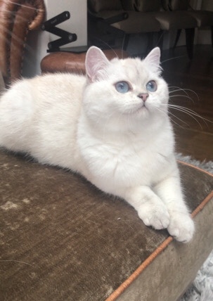 Scottish Fold – Scottish Straight Active Registered Female