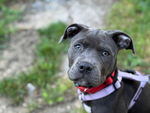 American Pit Bull Terrier – Female Blue Pit Puppy – Ferndale