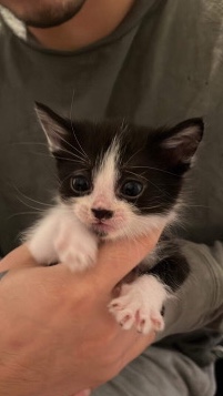 4 kittens📲
