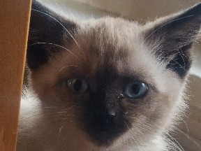 Ragdoll – ragdoll kitten – Dayton
