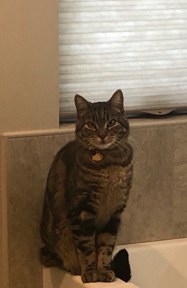 British Shorthair – Cute cat for sale-needs new home!
