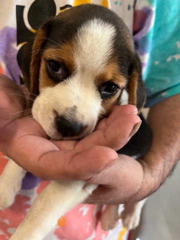 Beagle – Beagle Female 43 Days pup