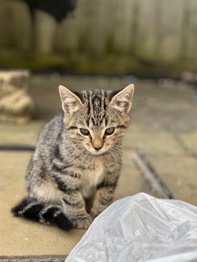 Bengal – Bento: Your Whiskered Wonder Awaits!