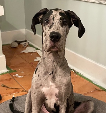 Great Dane – Great Dane