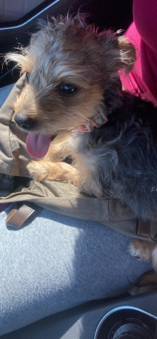 Yorkshire Terrier – Yorkie