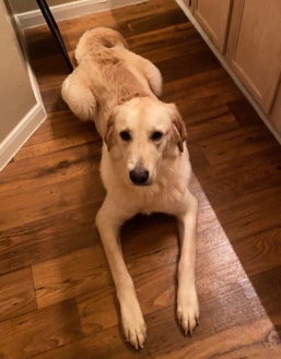 Golden Retriever – golden retriever for sale