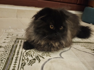 Persian (Traditional) - pet for adoption  available for adoption in Dubai