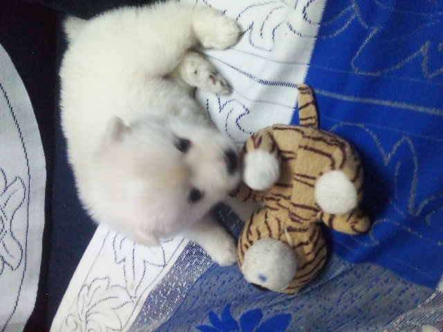 Pomeranian – Pomorean