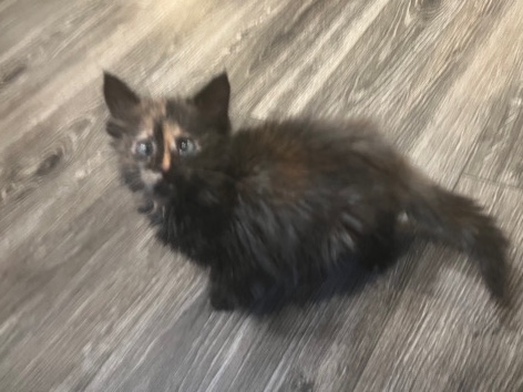 LaPerm – Adopt and help a blind kitten!