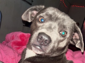 American Pit Bull Terrier – rehoming – Stony Point