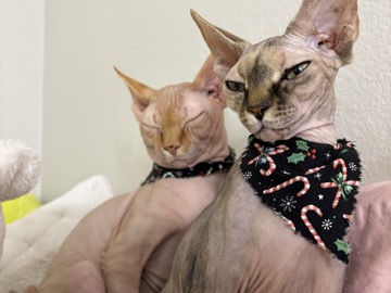 Sphynx – Sphynx Needs A New Home. – Laredo