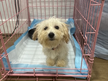 Poodle – Friendly 1-Year-Old Poodle Available in New York – New York