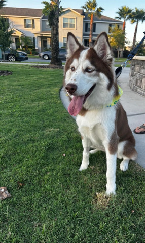 Siberian Husky – Anakin Husky