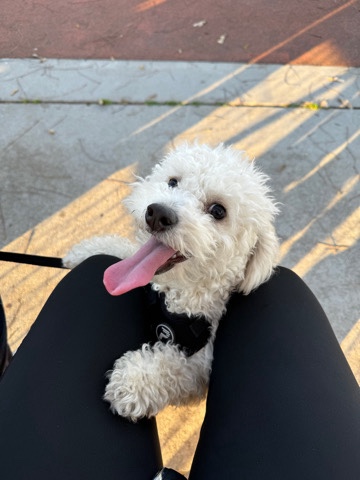 Poodle – Rehome