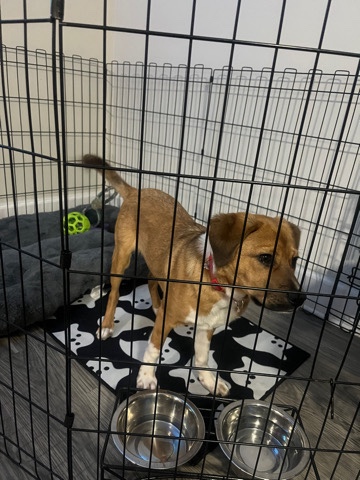 Let’s rehome Simba!