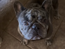 French Bulldog – Thumper💕💕 – Buckeye