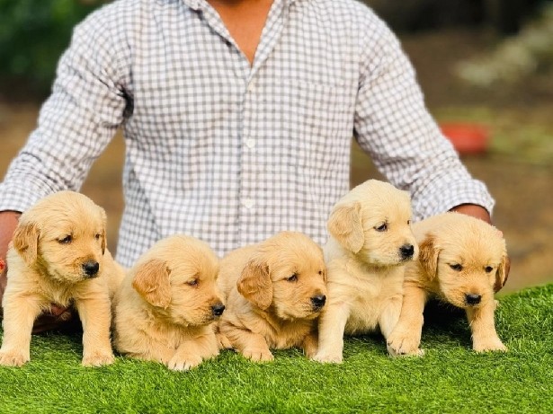 Golden Retriever – golden retriever puppies available – Betora