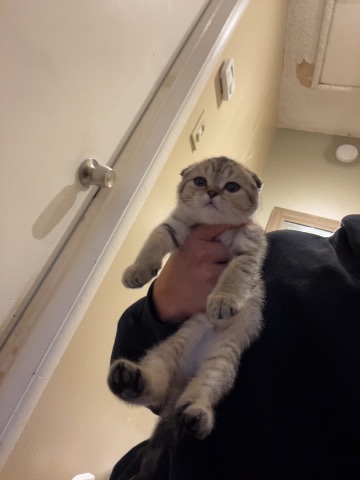 Scottish Fold – Purebred Scottishfold kittens