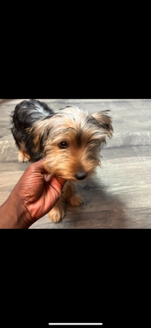 Yorkshire Terrier – Yorkshire Terrier