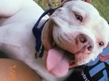 American Pit Bull Terrier – sky walker – Philadelphia