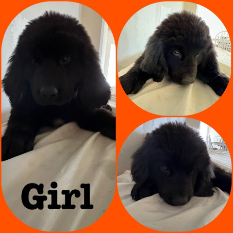 petshome%2Fadverts%2FB8EDZmrnRI4GMCo8byoj%2Fmain image
