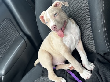 American Bulldog – Rehome – Virginia Beach