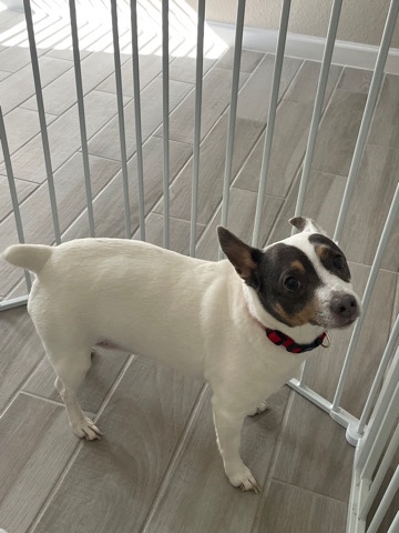 Rat Terrier – Free rat terrier