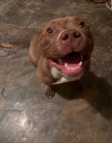 American bully