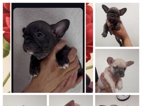 French Bulldog Frenchie – Palmdale