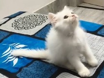 Persian (Modern) – cat female white colour – Bikaner