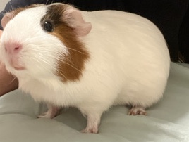 Guinea Pig – single female guinea pig – San Diego