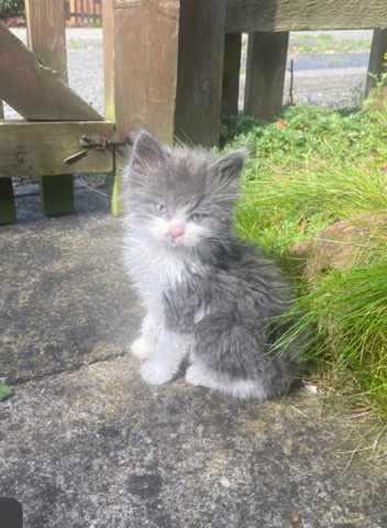 Normal Grey Cat
