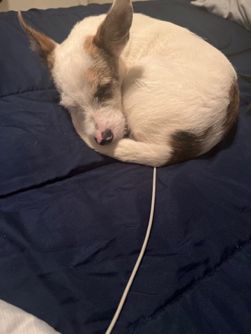 Jack Russell Terrier – russel terrior