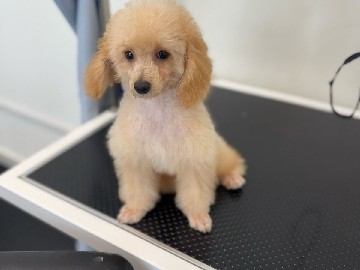 Poodle - Toy Poodle cream color Male Puppy  available for adoption in Sharjah