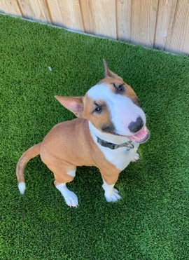 Bull Terrier (Miniature) – Mojo - Mini Bull Terrier