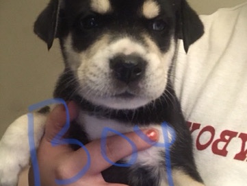 German Shepherd - husky German shepherd puppies  available for adoption in Phoenix