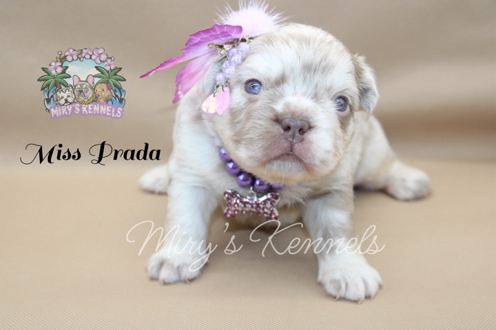 French Bulldog – Miss Prada