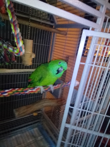 Amazon Parrot – Beautiful yellow nape Amazon