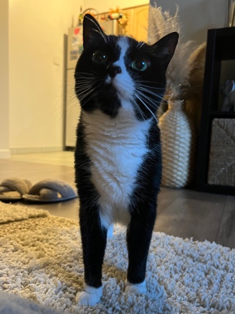 Russian White, Black and Tabby – looking for a new family 🐈⬛🌜✨