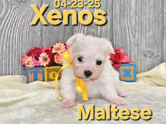 Xenos a male Maltese, Hypoallergenic Pet Only 