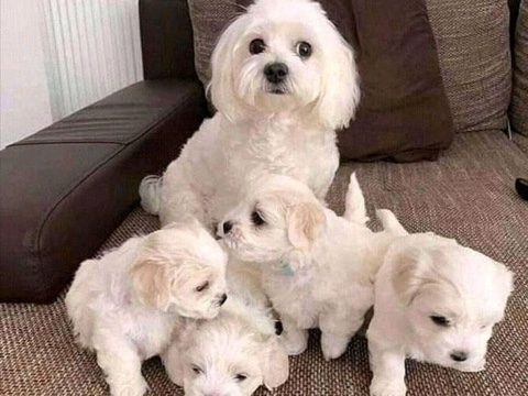 Maltese – Malteser