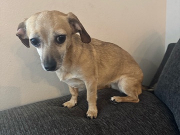 Dachshund – Chiweenie – Seattle