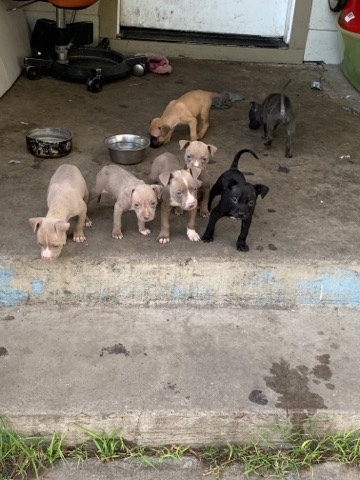 Rednose Bluenose puppies
