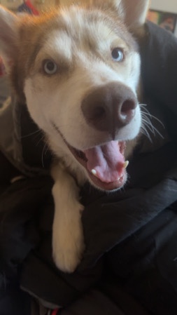 Siberian Husky – Husky free