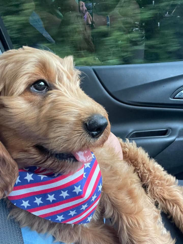 Golden Doodle for sell