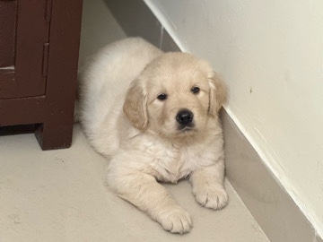Golden Retriever - Golden Retreiver pup for sale  available for adoption in Bengaluru